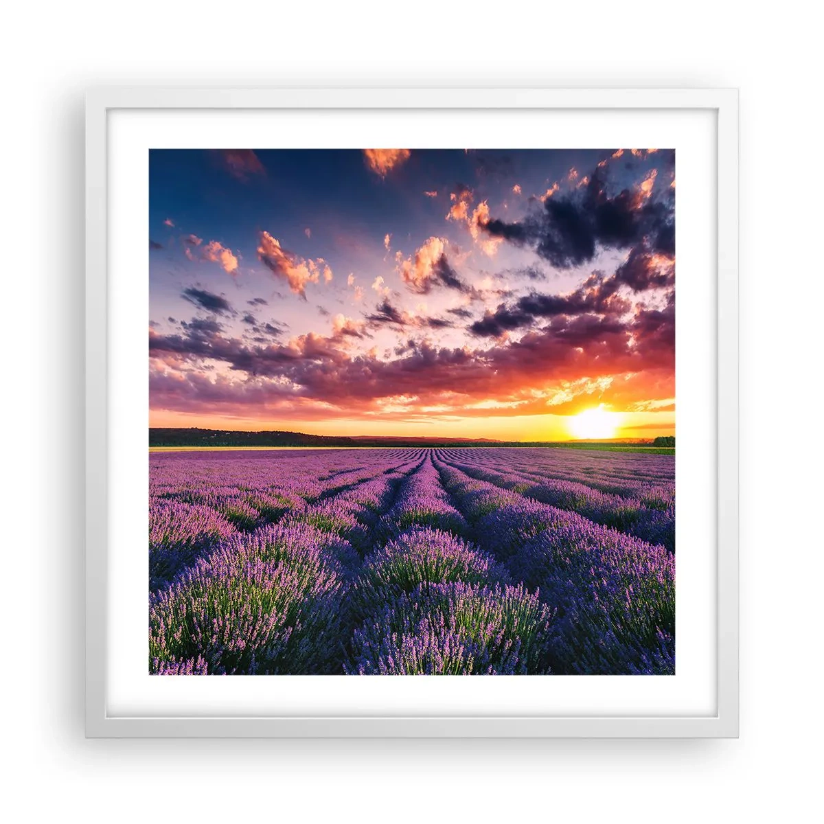 Poster in white frmae - Lavender World - 50x50 cm
