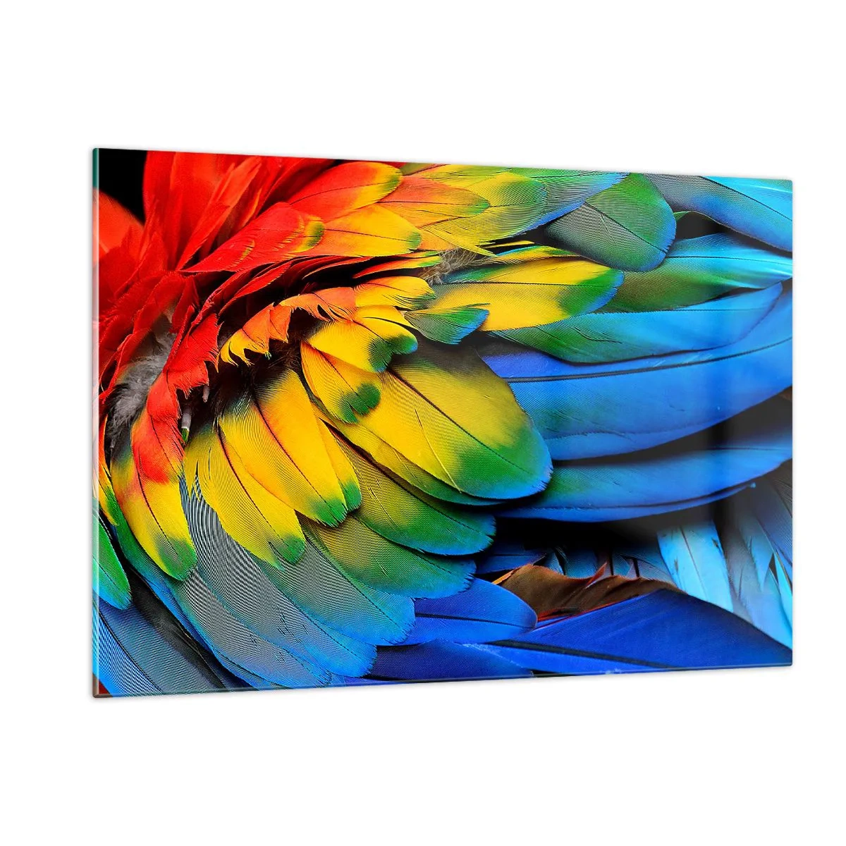 Glass picture - Bird Of Paradise - 120x80 cm