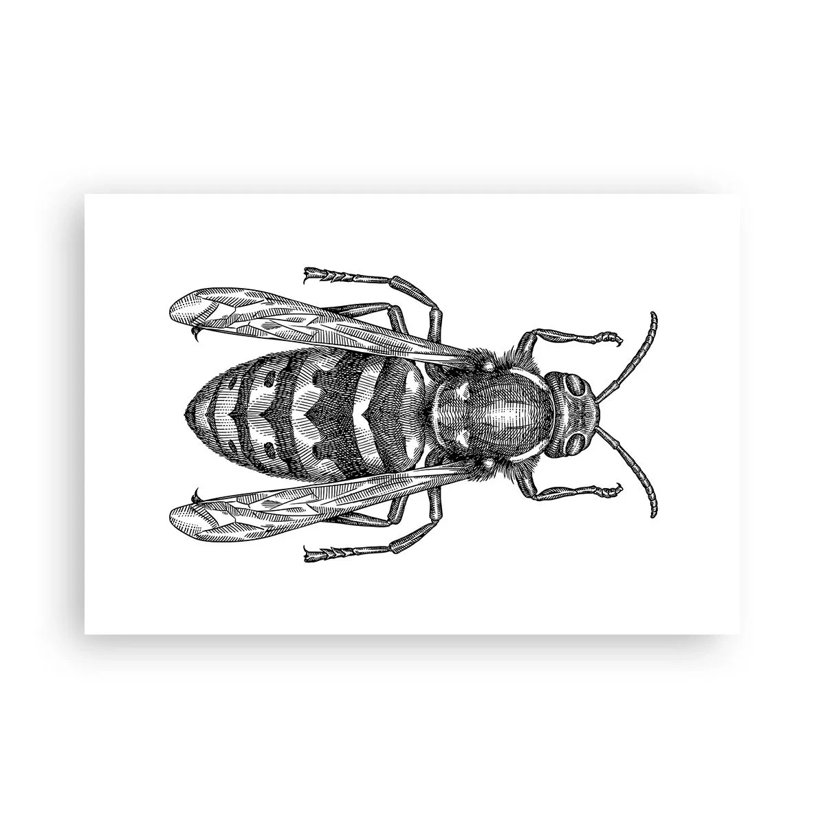 Poster - From Insect Planet - 91x61 cm