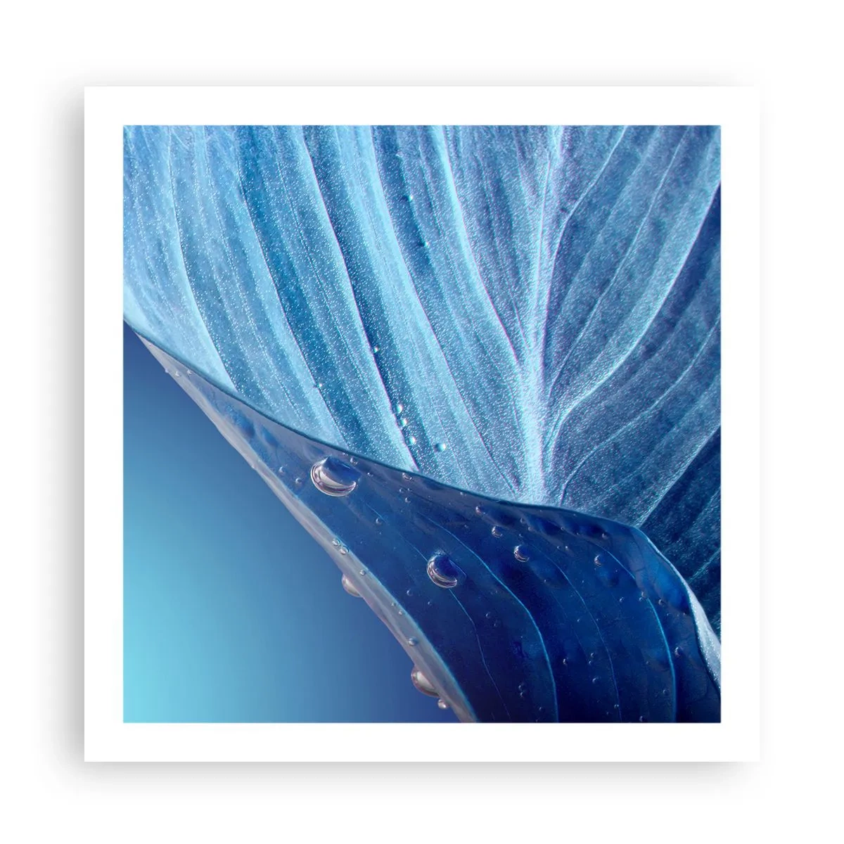 Poster - Hidden Drops of Blue - 60x60 cm