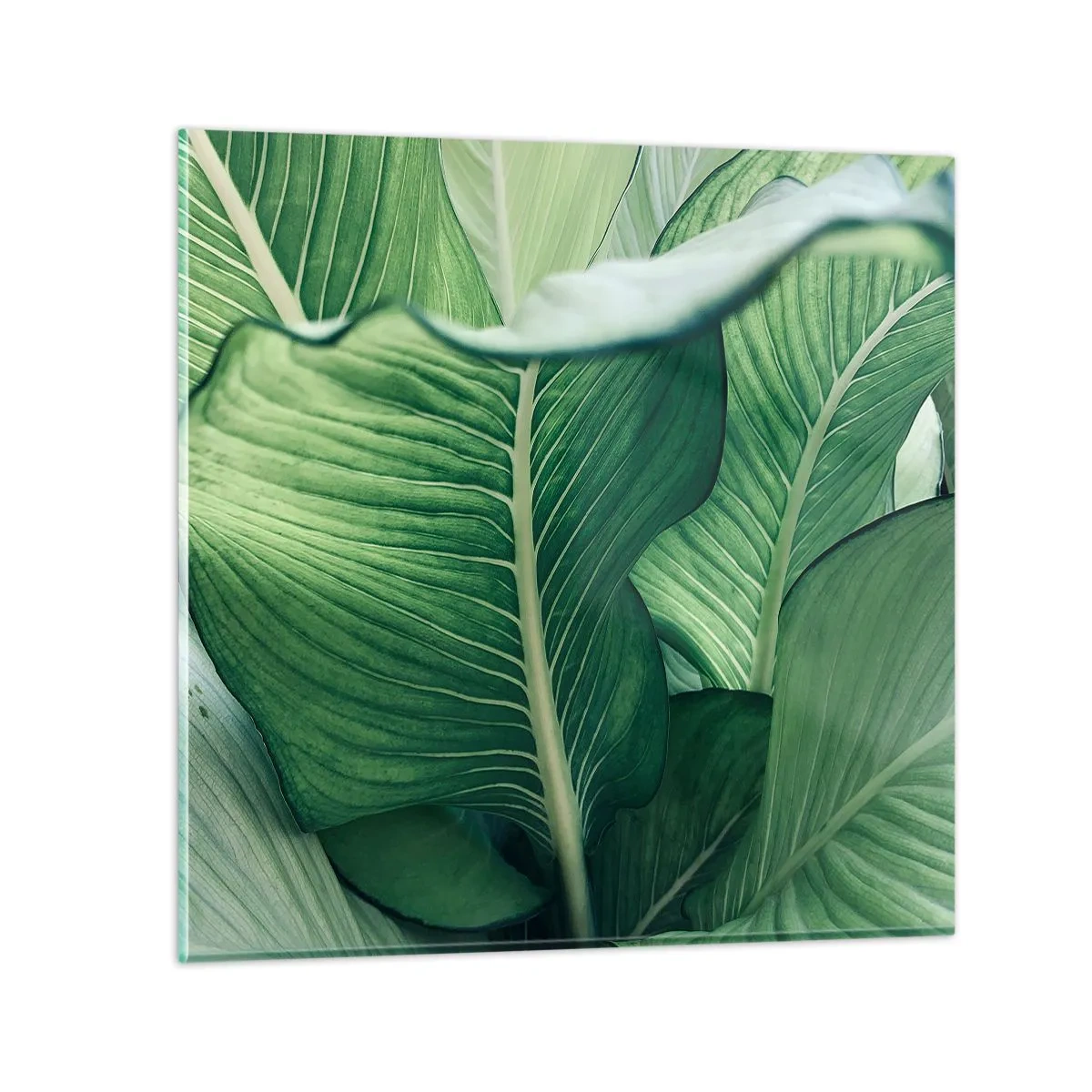 Glass picture - Life in Intense Green Colour - 50x50 cm