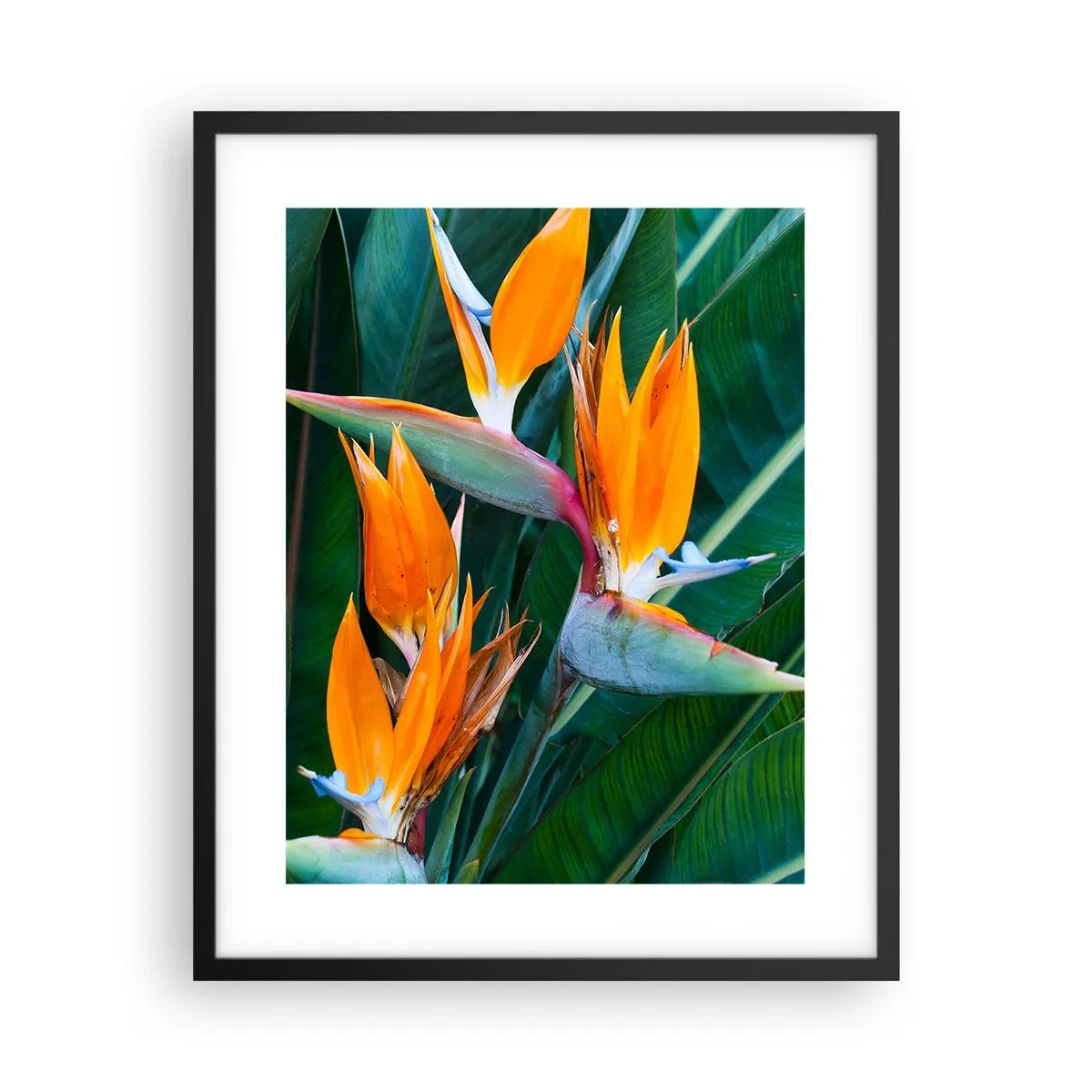 Poster in black frame - Is It a Flower or a Bird? - 40x50 cm