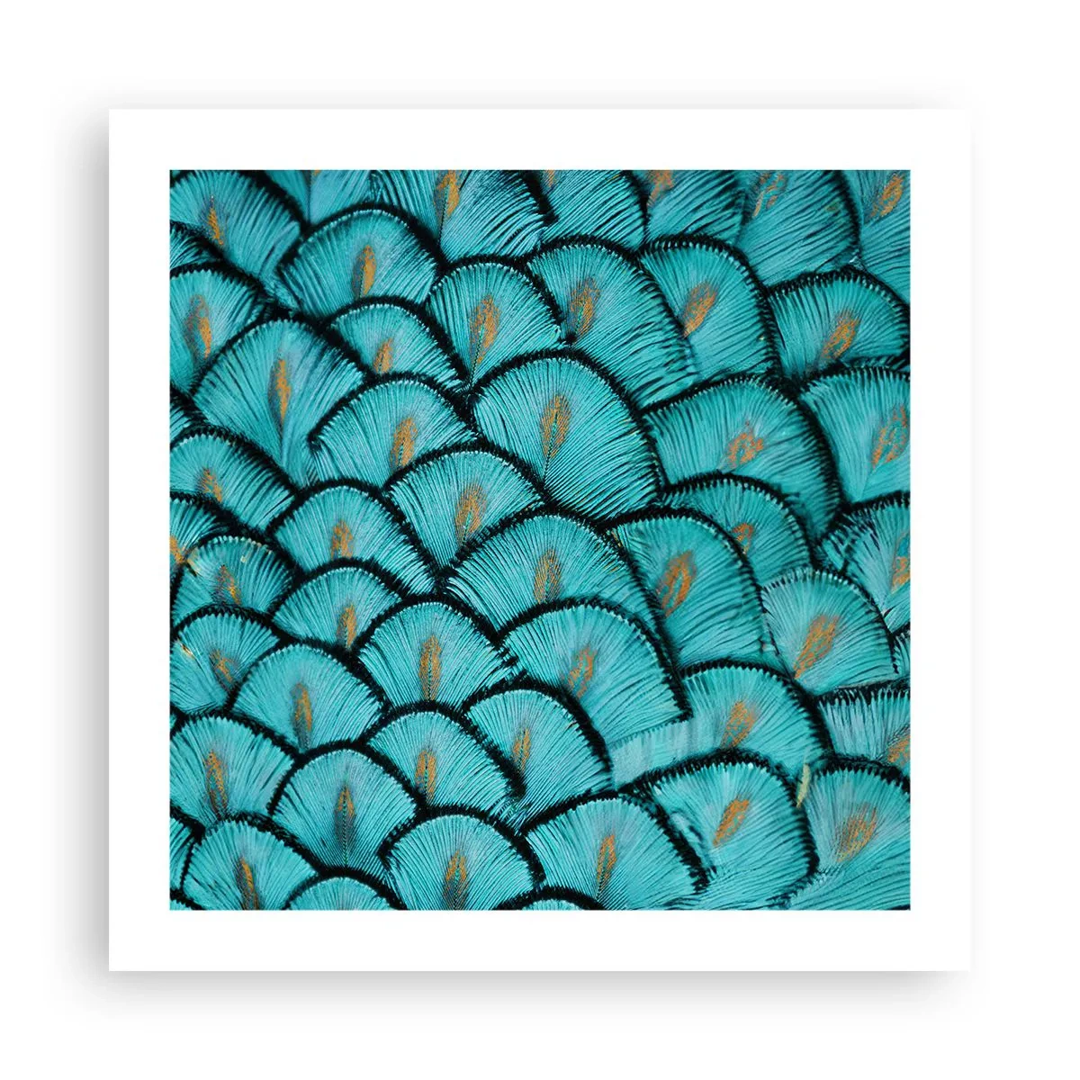 Poster - Great Feather Gala - 50x50 cm
