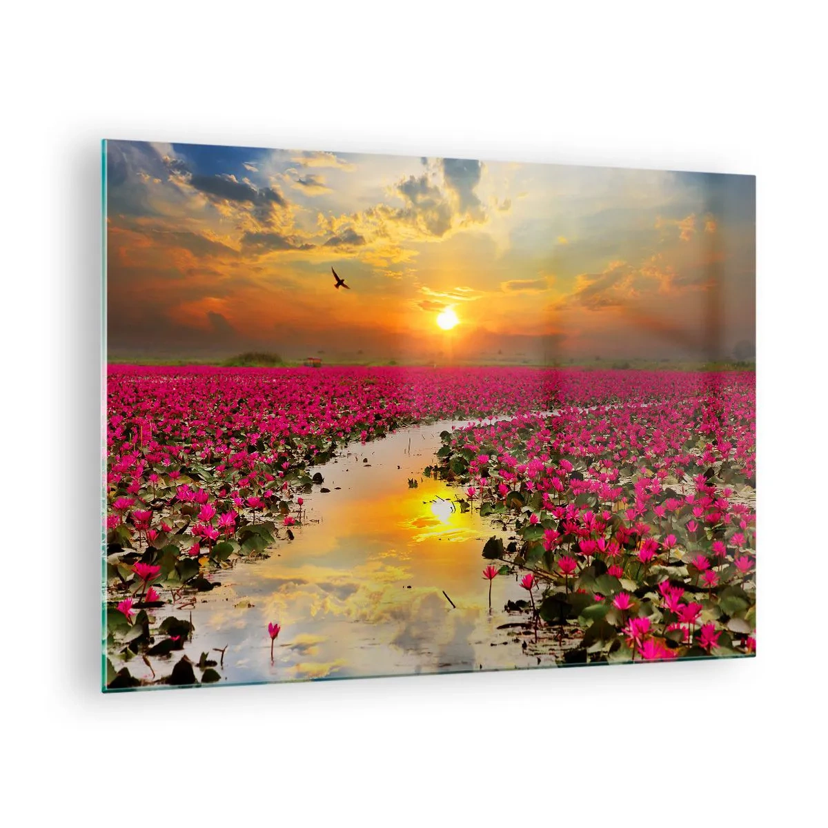 Glass picture - Pink water lilies on a lake at sunset - 70x50cm - Secret Life of a Lake - Modern wall decoration for the living room and bedroom ARTTOR