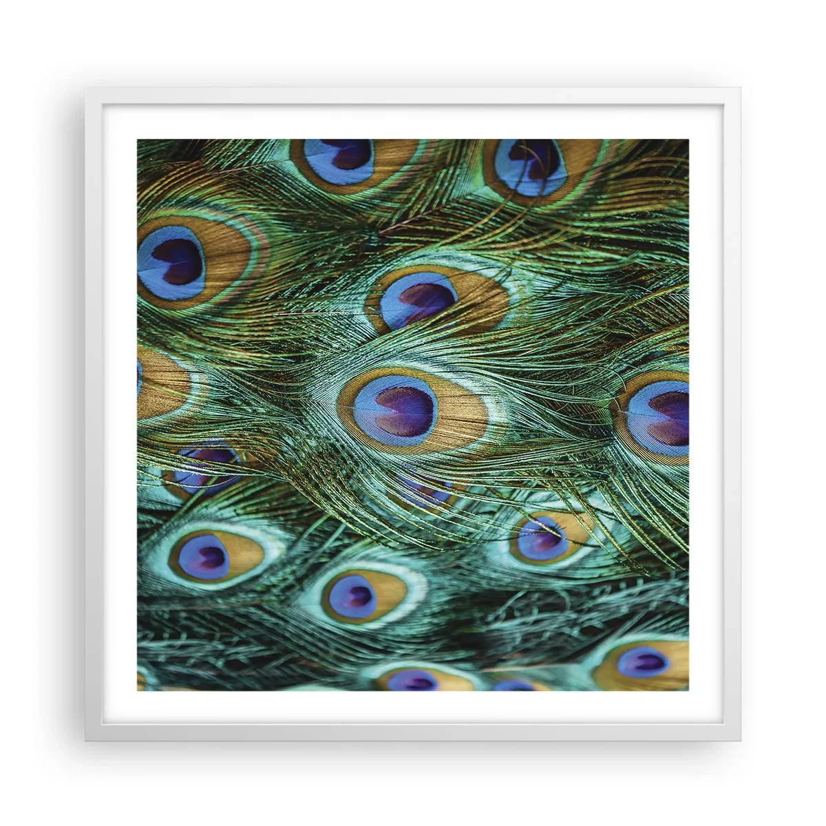 Poster in white frmae - Peacock Eyes - 60x60 cm