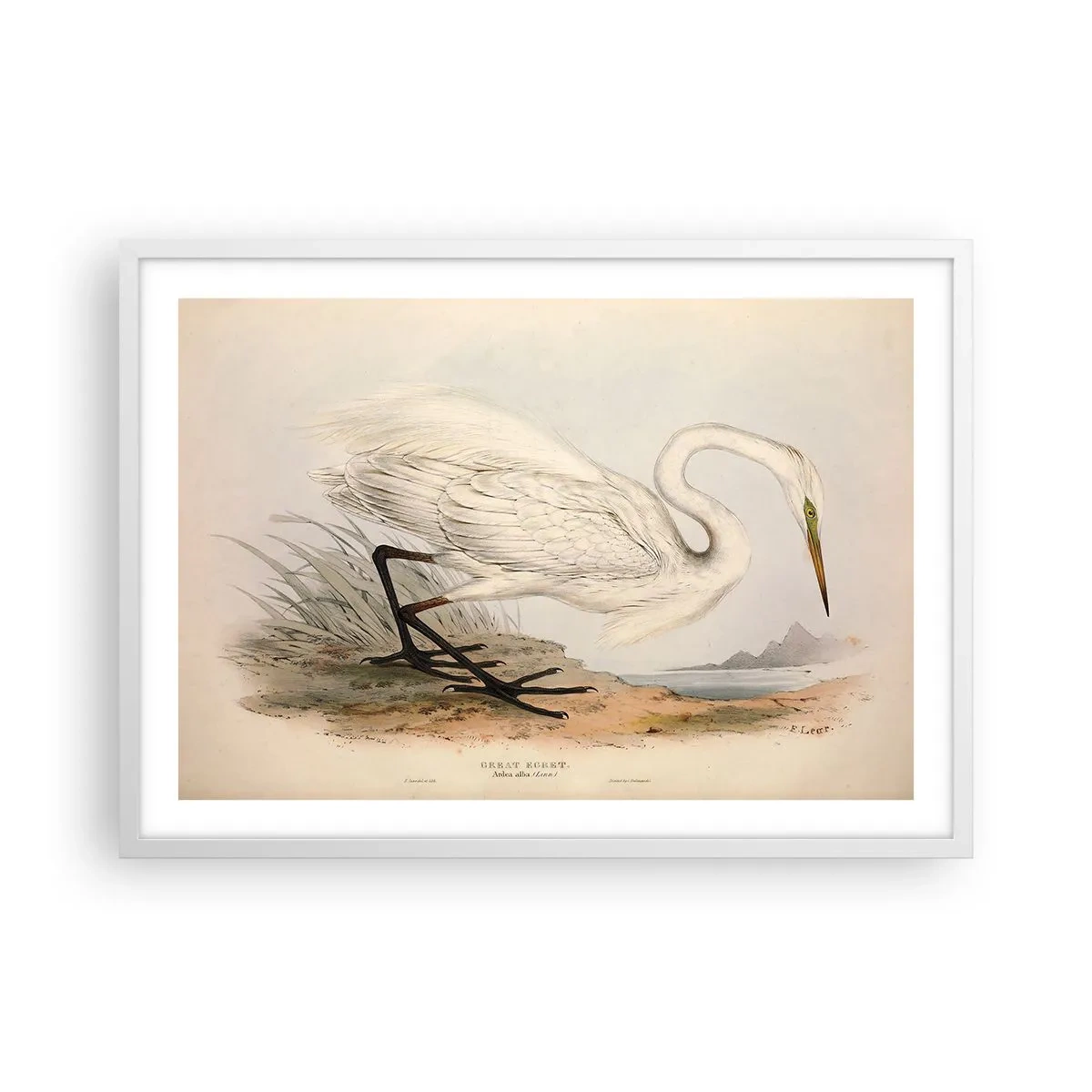 Poster in white frmae - Lady on the Marsh - 70x50 cm