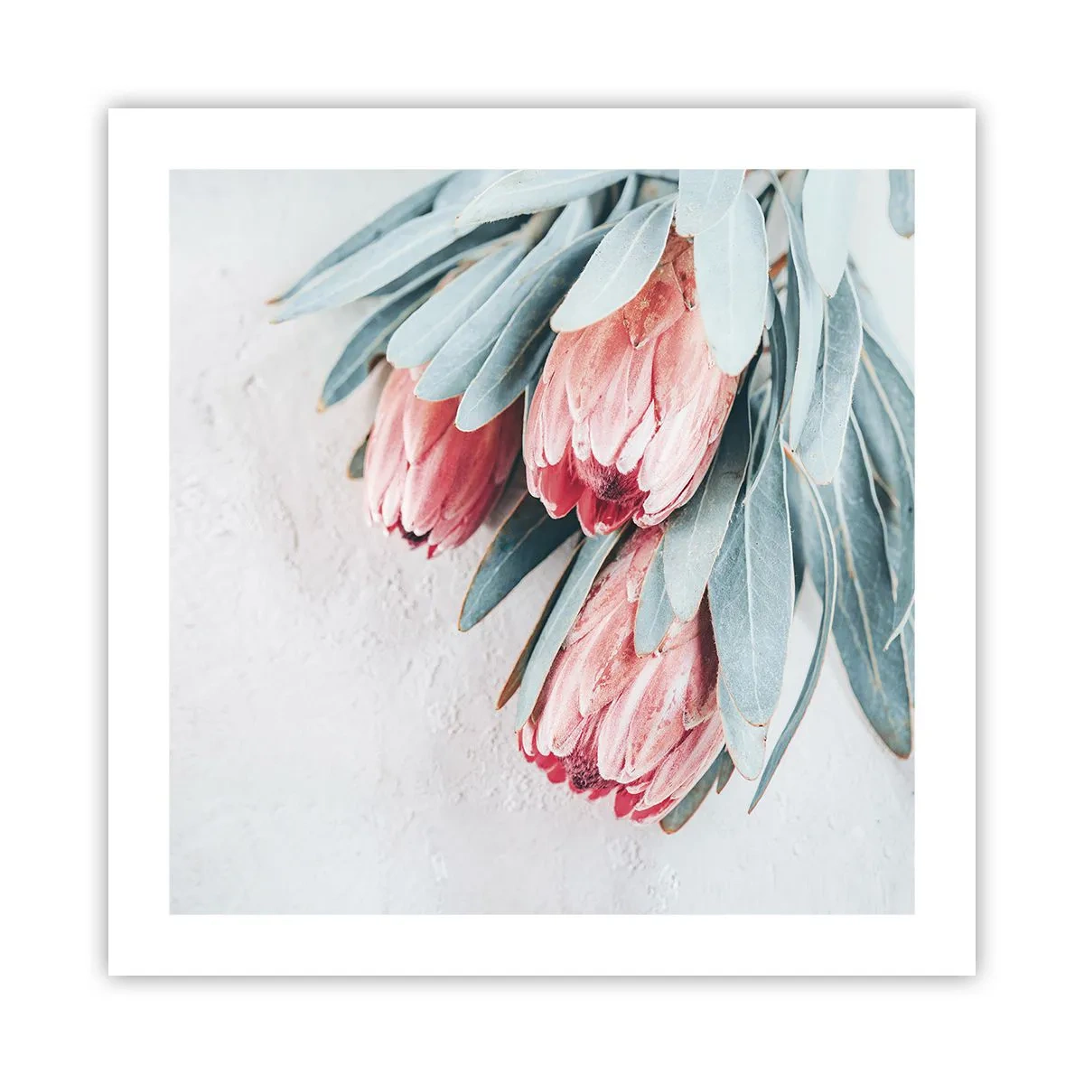 Poster - Ashamed of Their Own Beauty - 50x50 cm