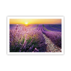 Poster - Fragrant Field - 91x61 cm