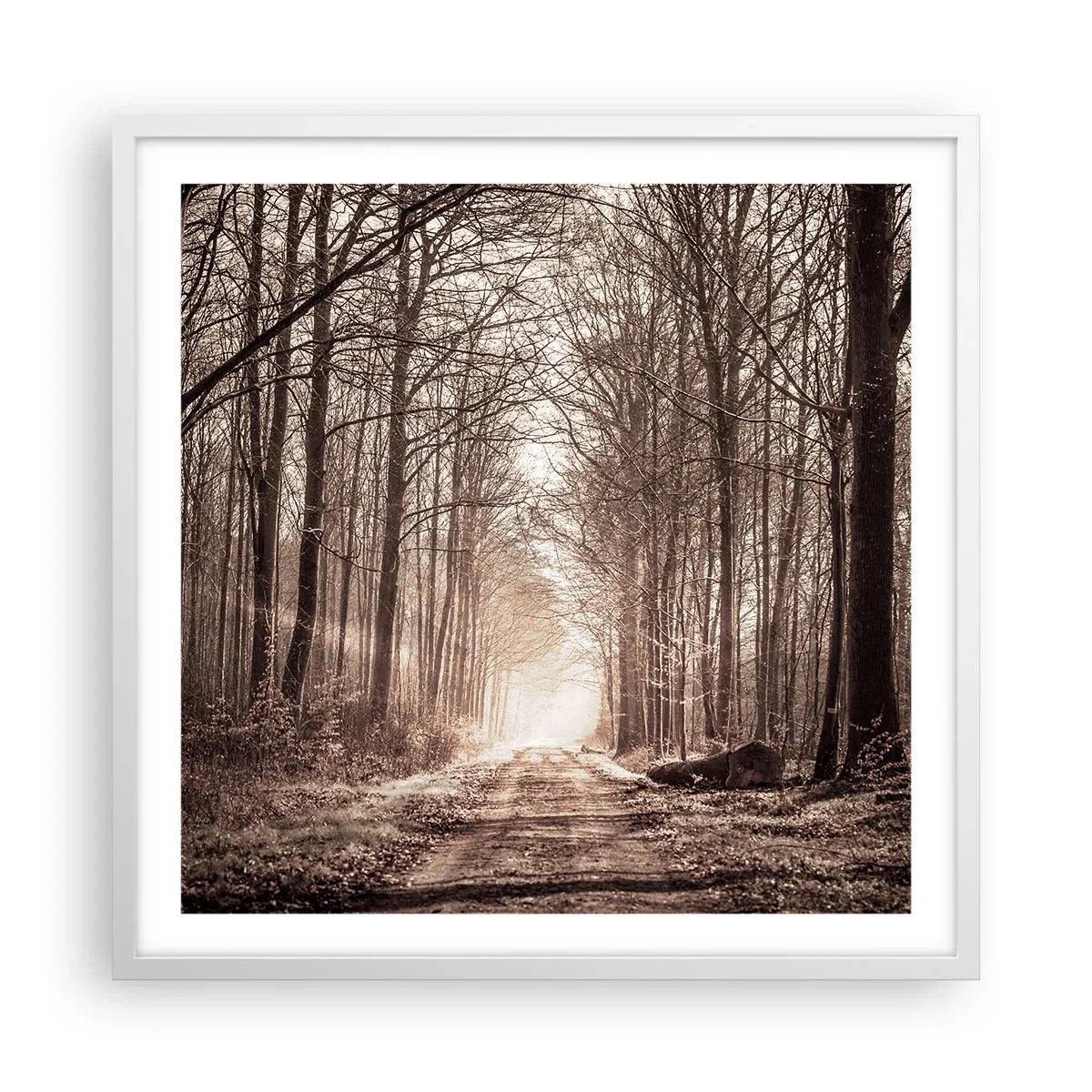 Poster in white frmae - Cathedral of the Forest - 60x60 cm