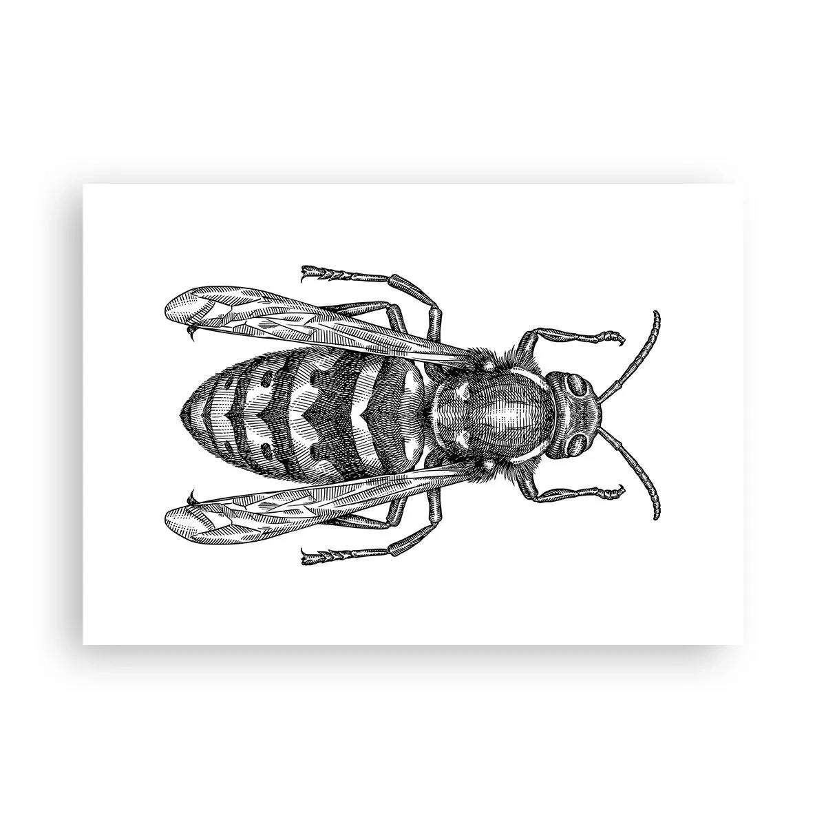 Poster - From Insect Planet - 100x70 cm