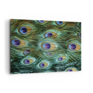 Canvas picture - Peacock Eyes - 100x70 cm