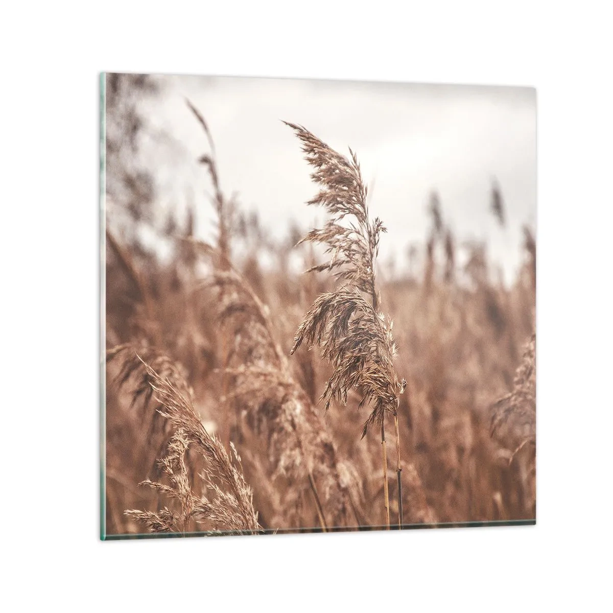 Glass picture - Autumn Has Arrived in the Fields - 70x70 cm