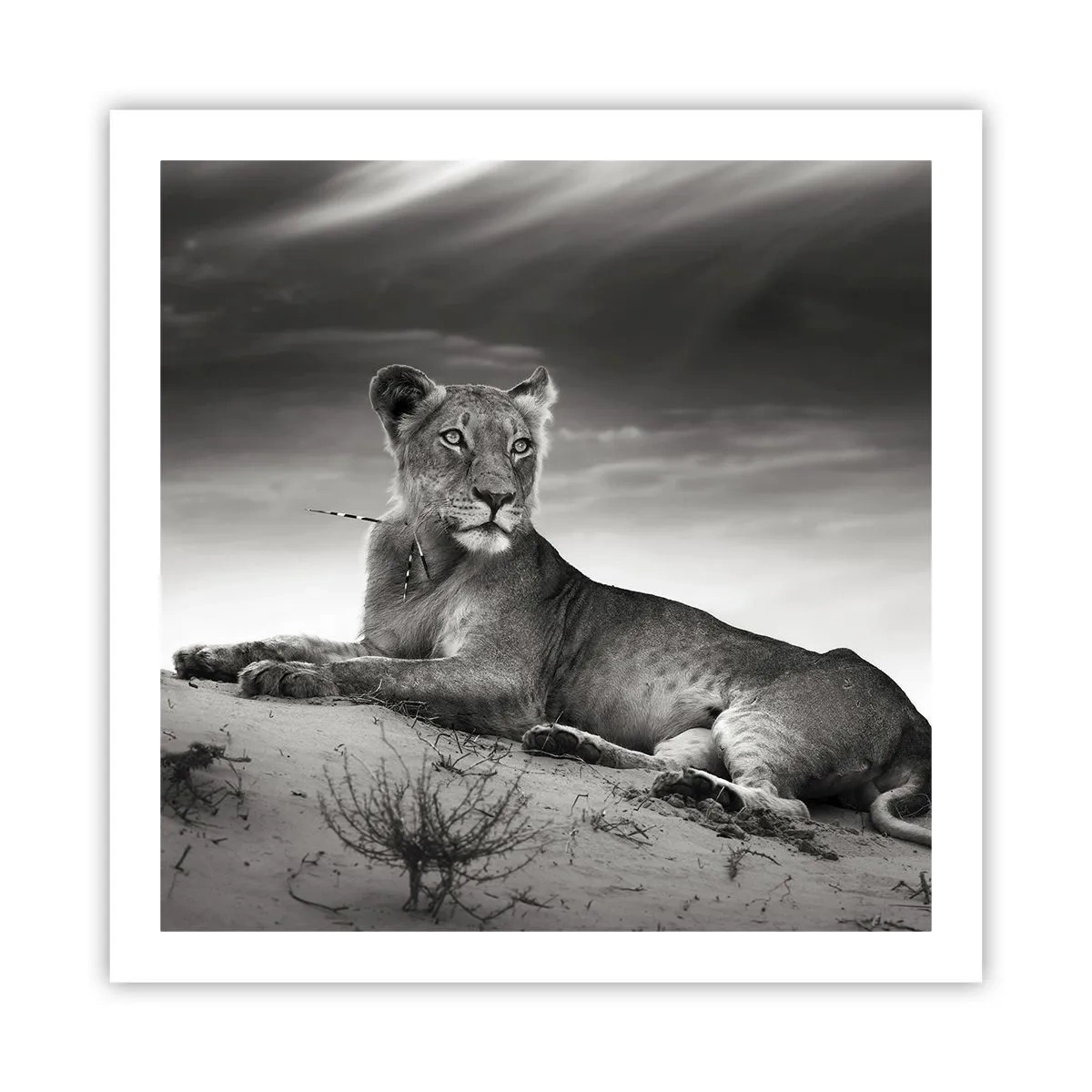 Poster - Queen of Desert Is Resting - 60x60 cm