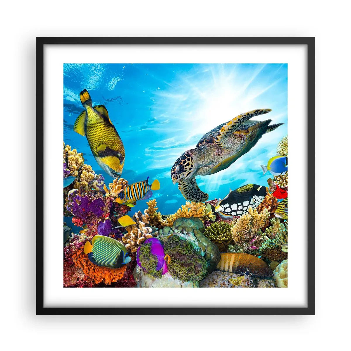 Poster in black frame - Coral Promenade - 50x50 cm