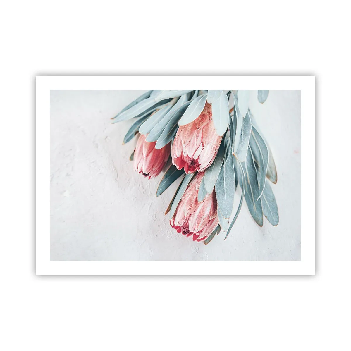 Poster - Ashamed of Their Own Beauty - 70x50 cm