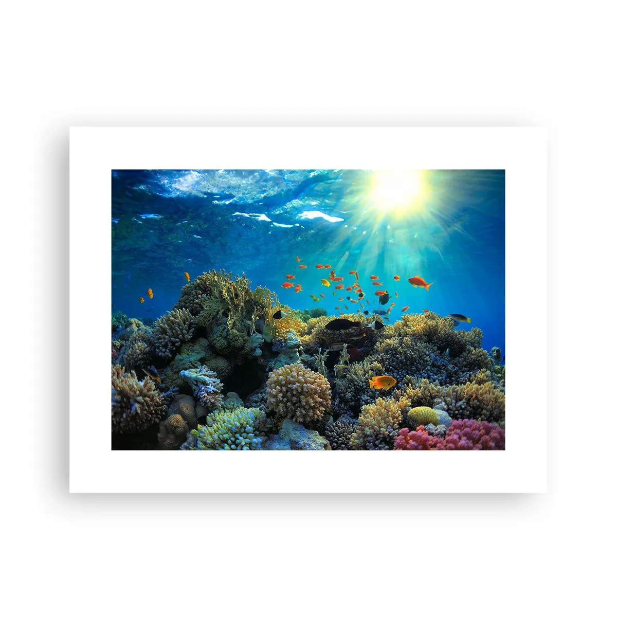 Poster - Underwater Treasures - 40x30 cm