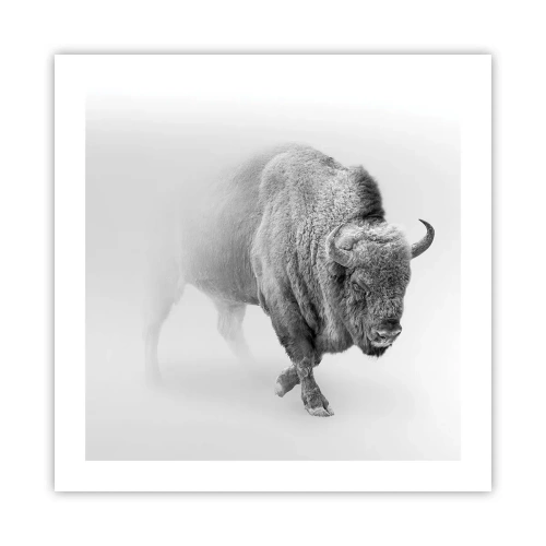 Poster - King of the Prairie - 50x50 cm