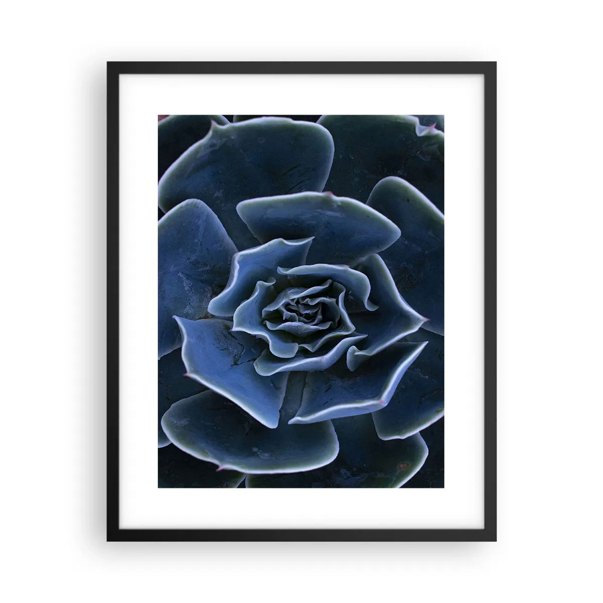 Poster in black frame - Flower of the Desert - 40x50 cm
