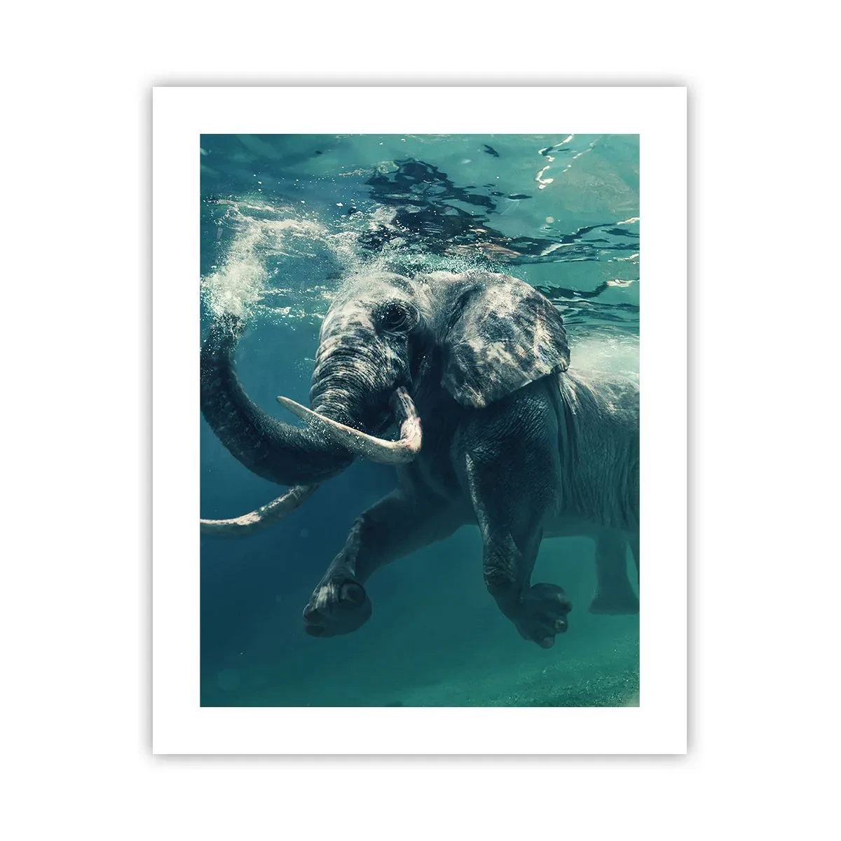 Poster - Everyone Likes to Swim - 40x50 cm