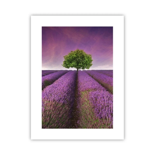 Poster - In the Fields of Lavender - 30x40 cm