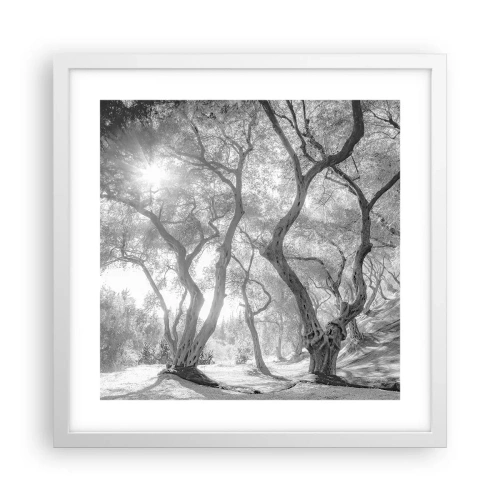 Poster in white frmae - In an Olive Grove - 40x40 cm