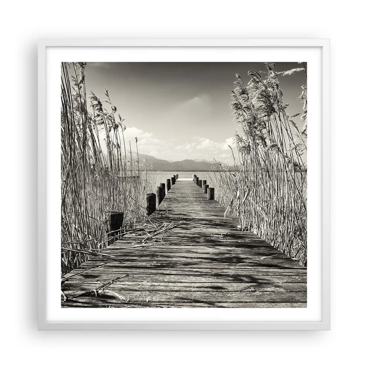Poster in white frmae - In the Grass - 60x60 cm