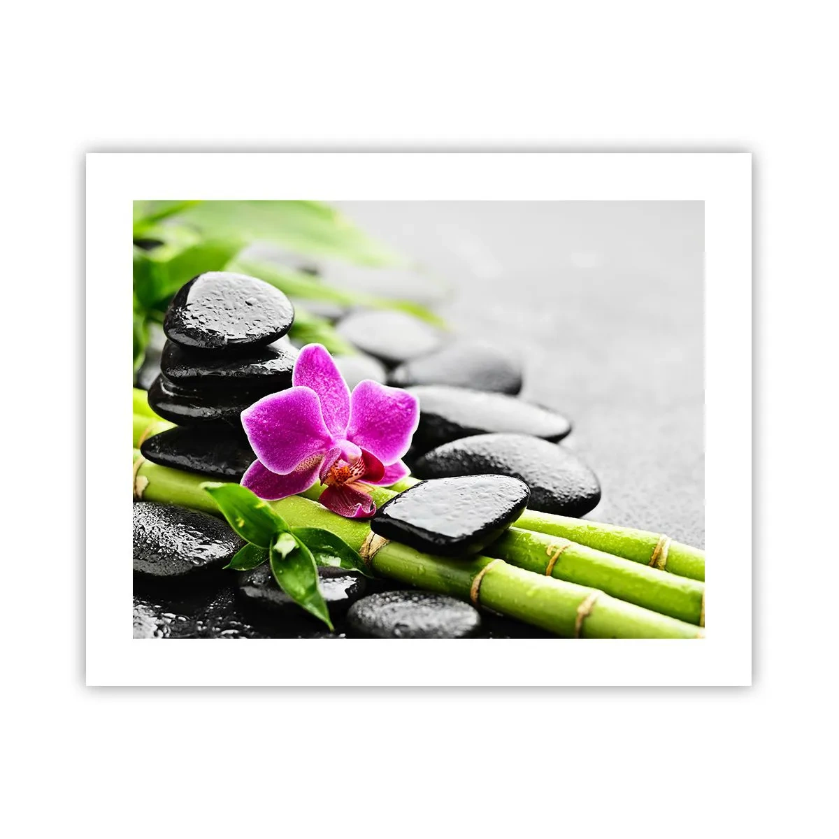 Poster - In a Peaceful Balance - 50x40 cm