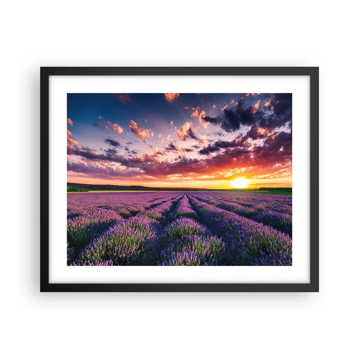 Poster in black frame - Lavender World - 50x40 cm