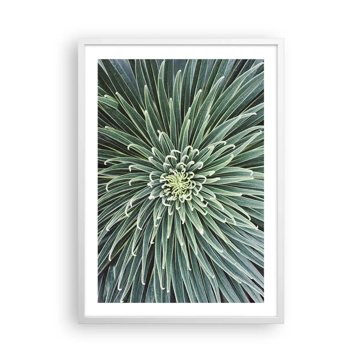 Poster in white frmae - Birth of a Star - 50x70 cm