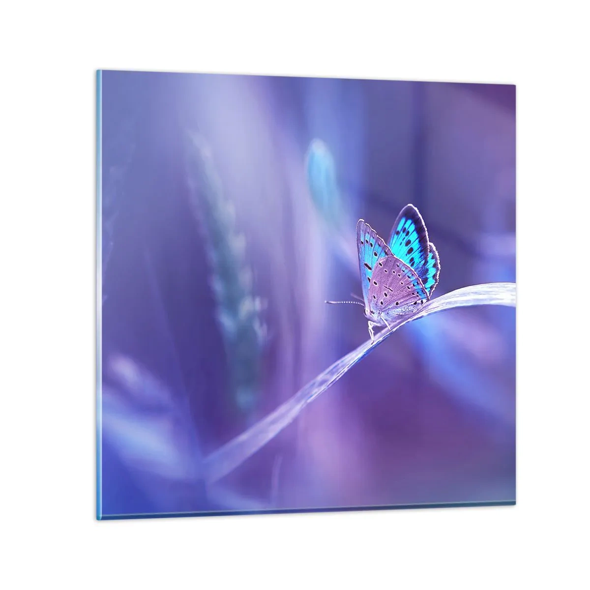 Glass picture - Jewel of Nature - 60x60 cm
