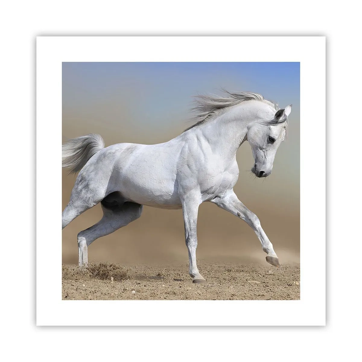 Poster - The Most Beautiful Arabic Tale - 40x40 cm