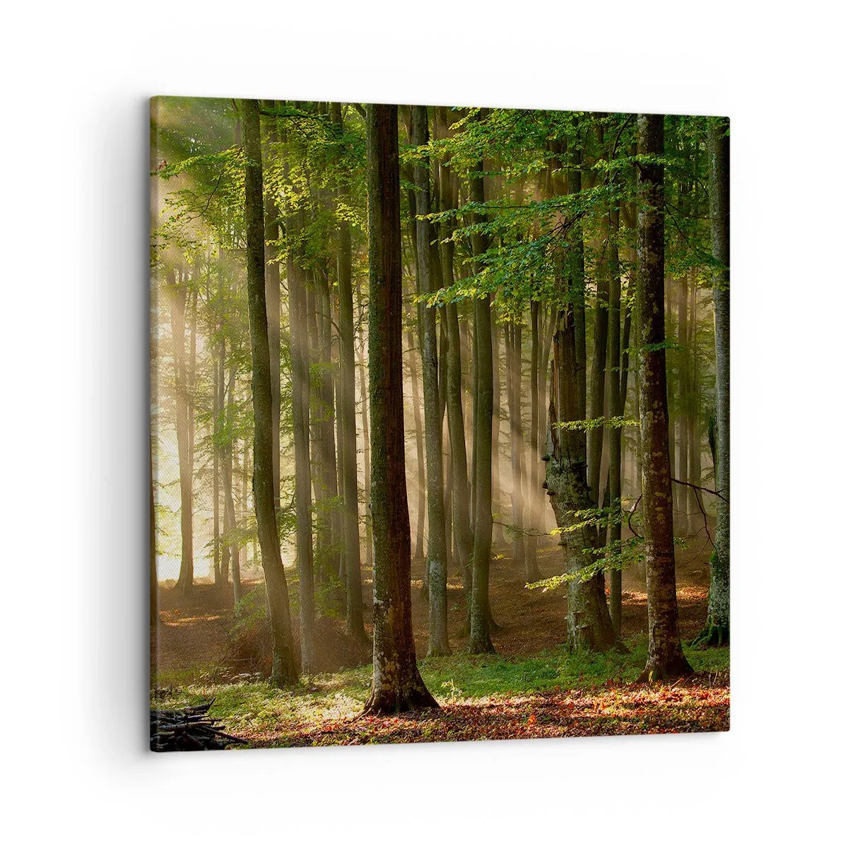 Canvas picture - Beaming in Spring Morning - 50x50 cm