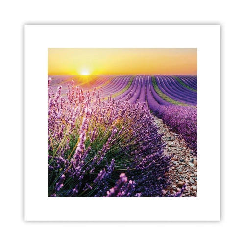 Poster - Fragrant Field - 30x30 cm