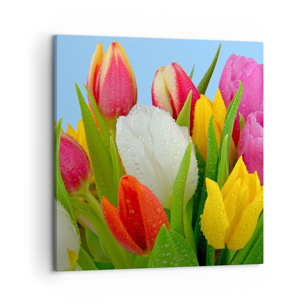 Canvas picture - Floral Rainbow in Dew Drops - 50x50 cm