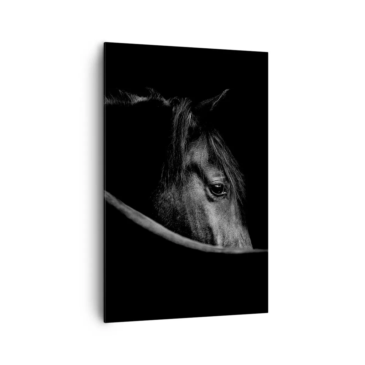 Canvas picture - Black Prince - 80x120 cm
