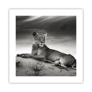 Poster - Queen of Desert Is Resting - 40x40 cm