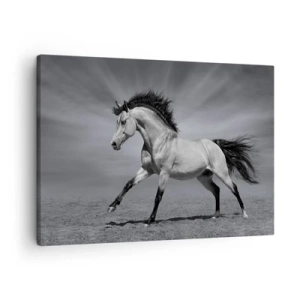 Canvas picture - A black and white horse in a dynamic pose in the desert. - 70x50cm - Born to Amaze - Modern wall decoration for the living room and bedroom ARTTOR
