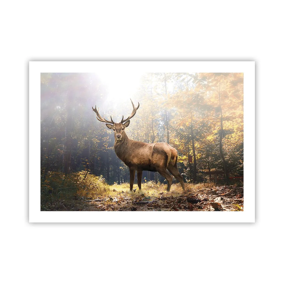 Poster - In Full Majesty - 70x50 cm