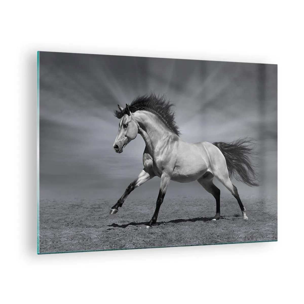 Glass picture - A black and white photo of a horse galloping in an open field. - 70x50cm - Born to Amaze - Modern wall decoration for the living room and bedroom ARTTOR