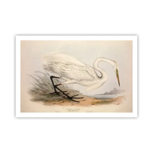 Poster - Lady on the Marsh - 91x61 cm