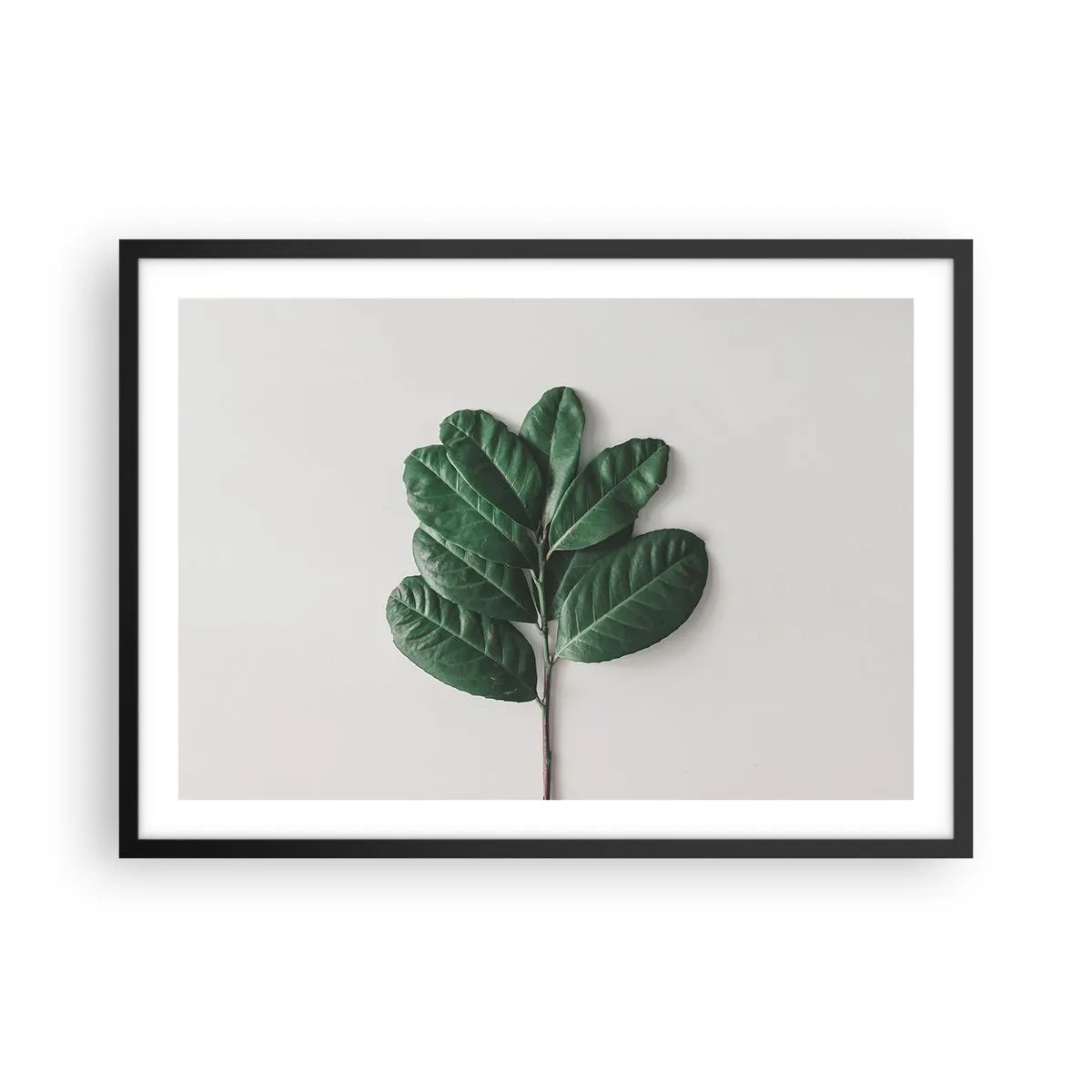 Poster in black frame - Drawing of Nature Itself - 70x50 cm