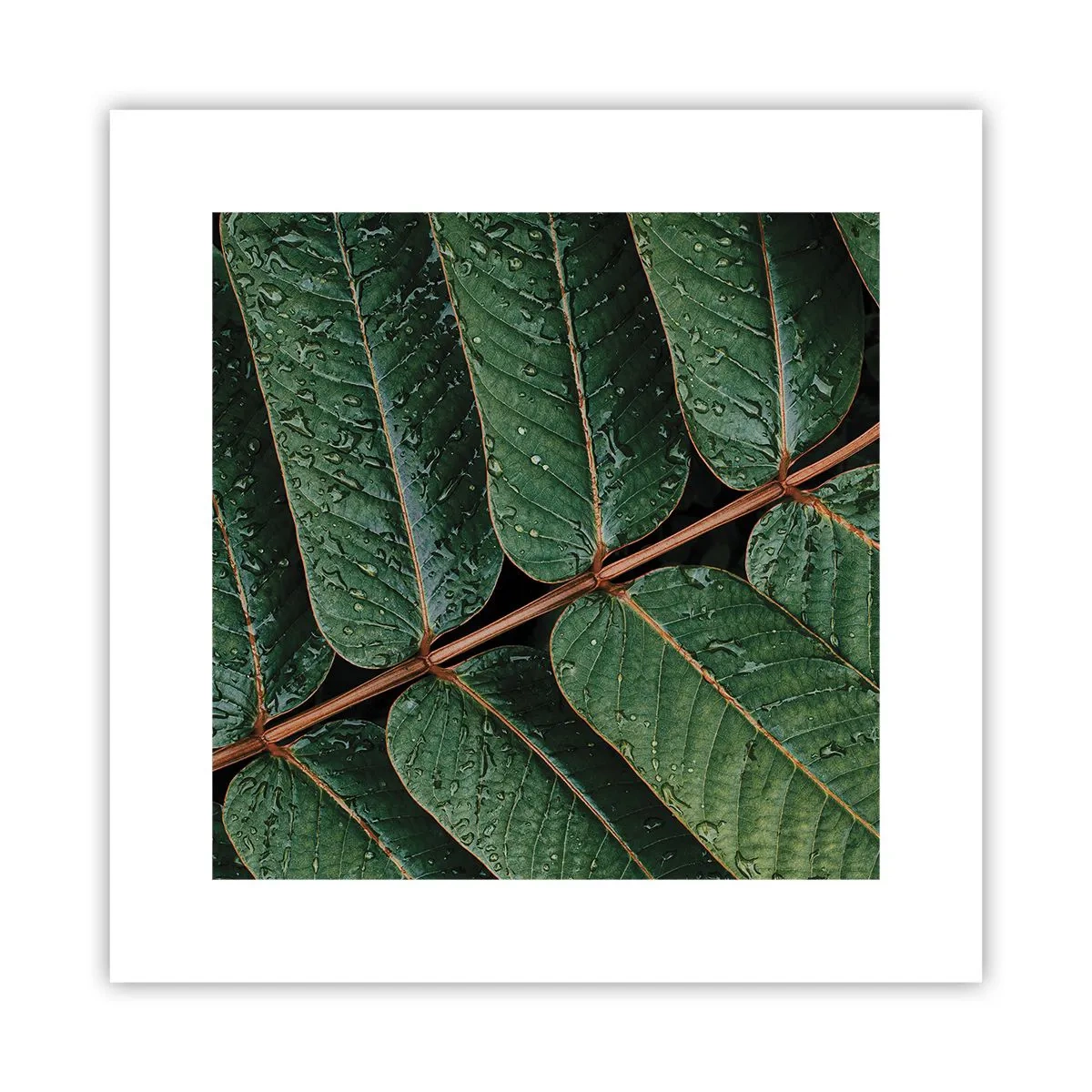 Poster - In Green Rhythm - 30x30 cm