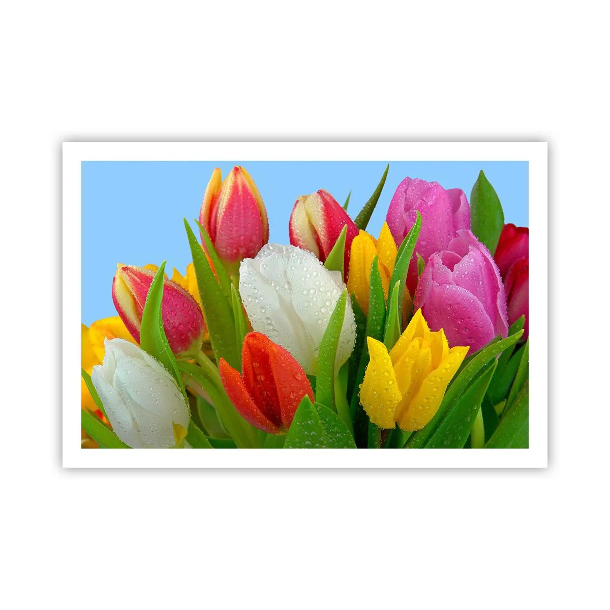 Poster - Floral Rainbow in Dew Drops - 91x61 cm