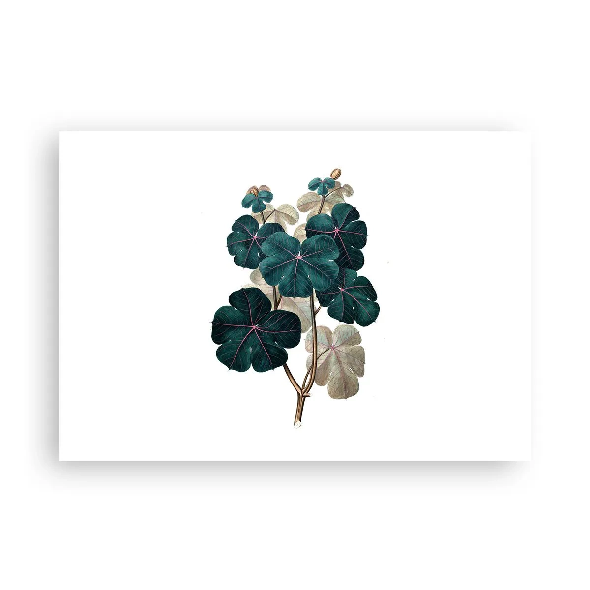 Poster - From the Old Herbarium - 100x70 cm