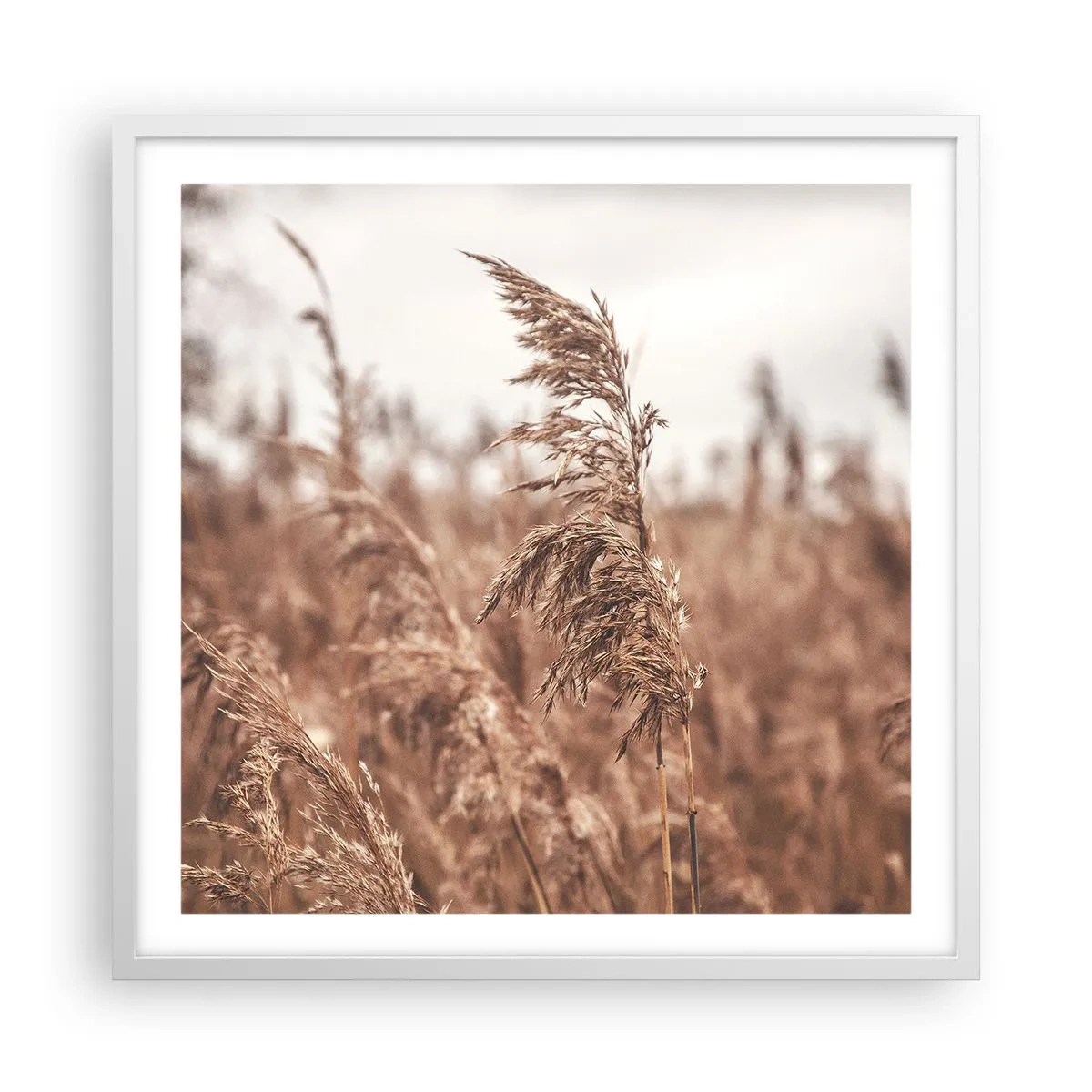Poster in white frmae - Autumn Has Arrived in the Fields - 60x60 cm