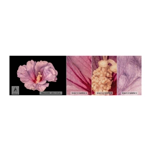 Photo Wallpaper Sample Premium Sand - Straight from the Heart - Flower, Piece, Graphics - 100x30 cm