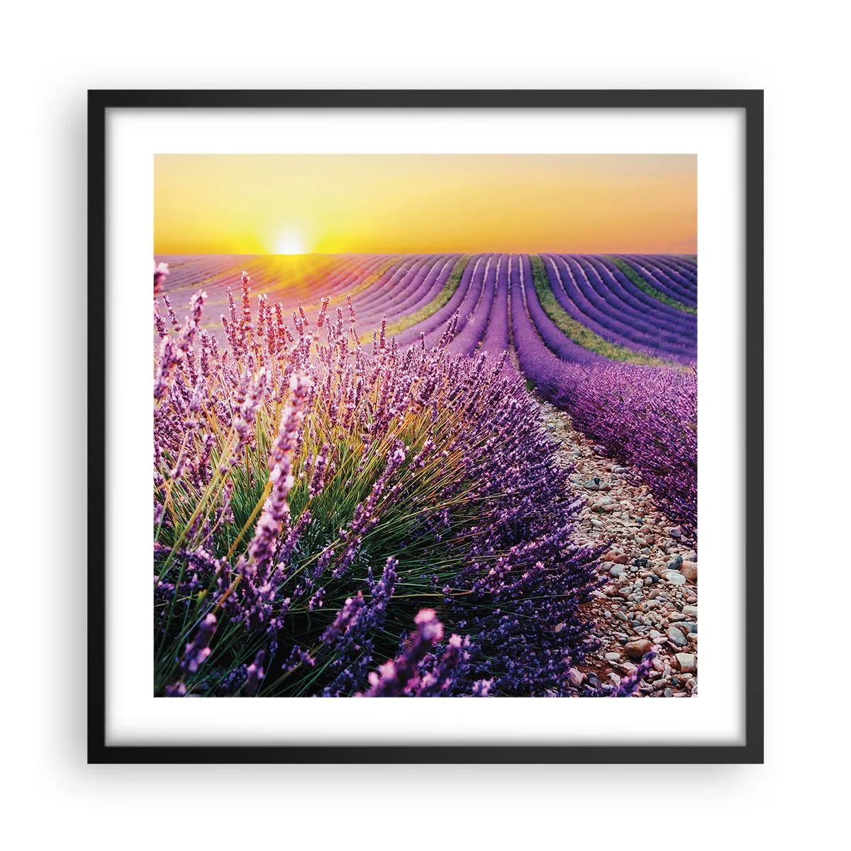 Poster in black frame - Fragrant Field - 50x50 cm