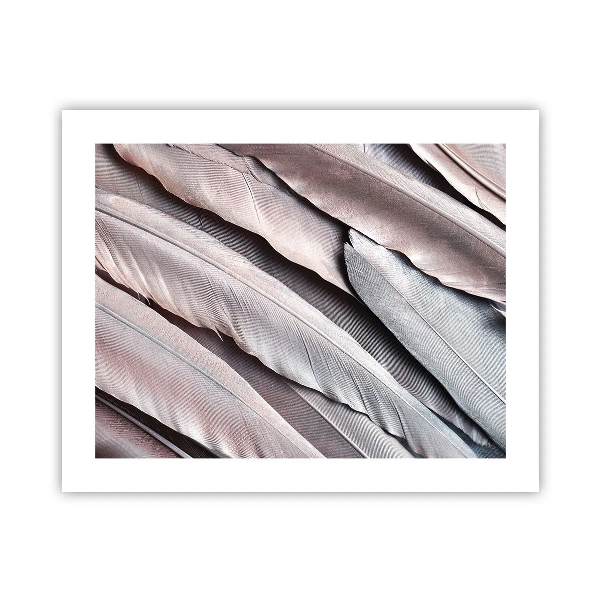 Poster - In Pink Silverness - 50x40 cm