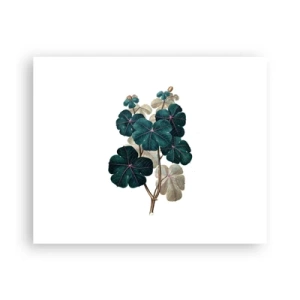 Poster - From the Old Herbarium - 50x40 cm