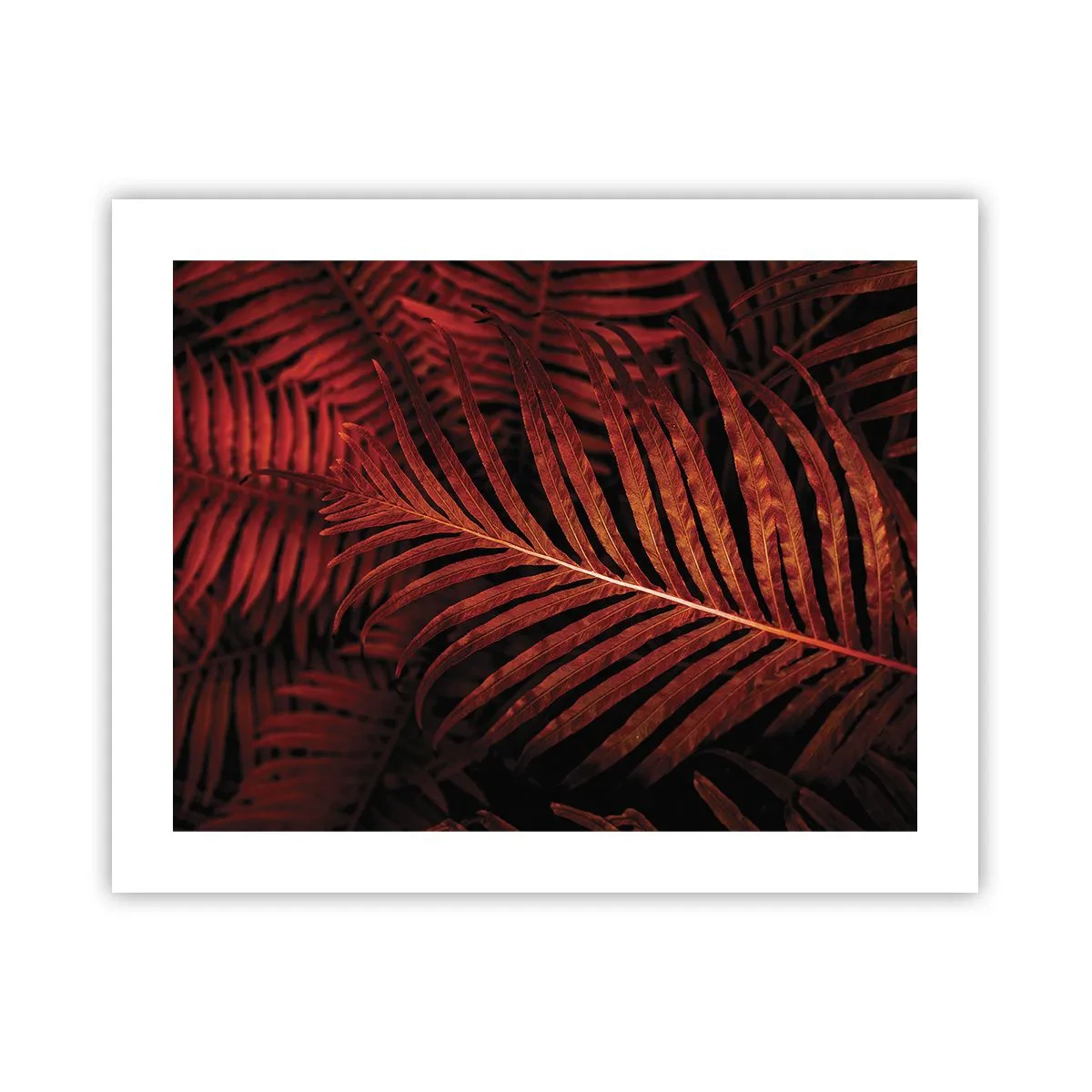 Poster - Heat of Life - 50x40 cm